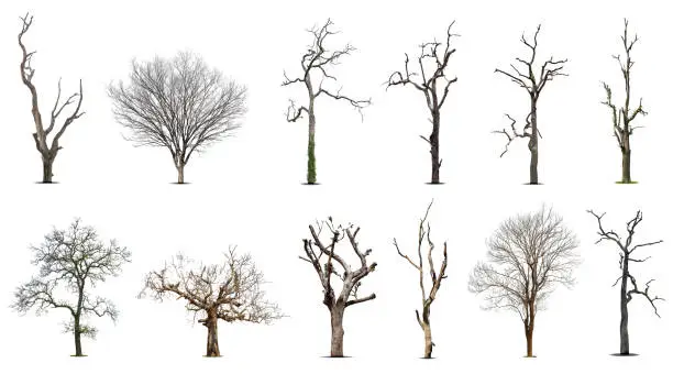 Photo of Collection of dead tree,