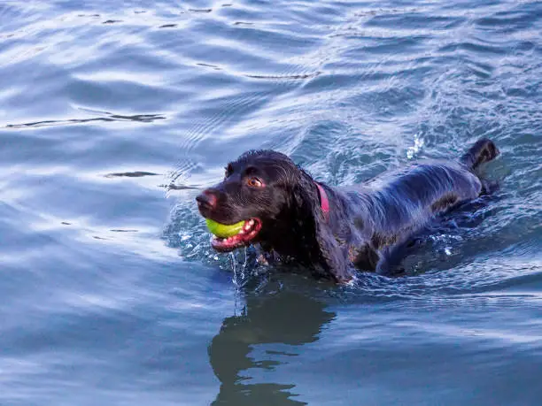 A happy black dog fetching a ball in the ocean