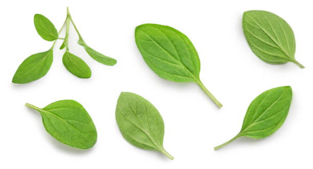 istock Oregano or marjoram leaves isolated on white background. Pattern. Fresh oregano spice top view. Flat lay 1349671733