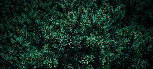 istock Christmas fir tree branches Background. Christmas pine tree wallpaper. Copy space.