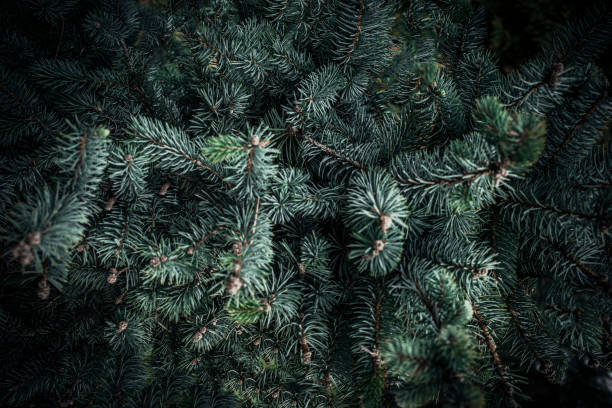istock Christmas fir tree branches Background. Christmas pine tree wallpaper. Copy space.
