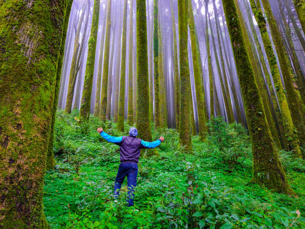 istock young man at pine tree forest with white defused fog background at morning from different angle 1349672886