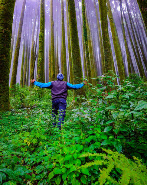 jeune homme randonneur dans une forêt de pins avec un fond de brouillard blanc désamorcé le matin - lumber industry forest tree pine photos et images de collection