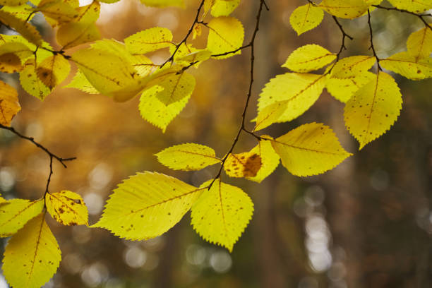istock beautiful delicate autumn leaves in the sun 1349674400