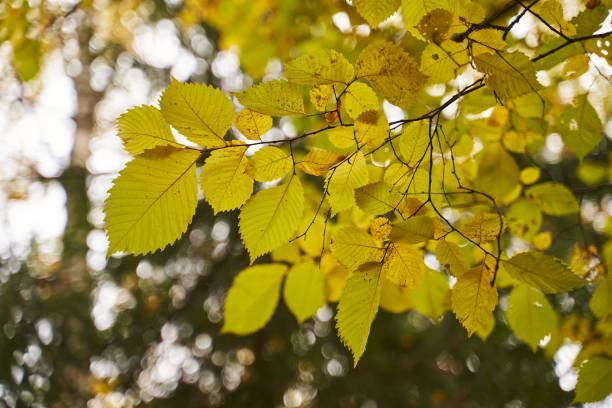 istock leaves beginning to turn yellow on a branch in the light 1349674401