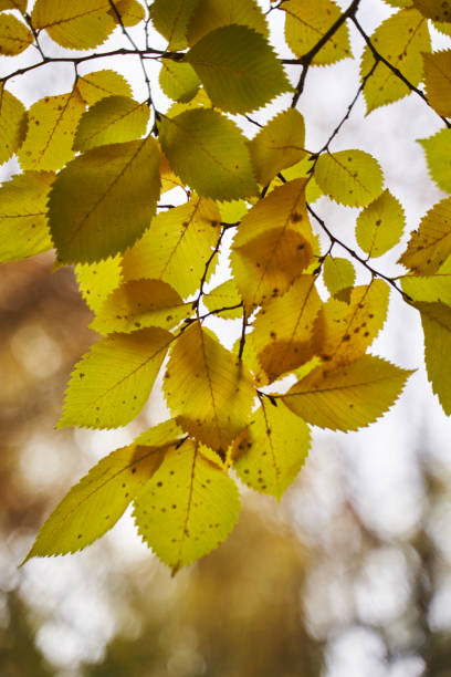 istock beautiful autumn foliage on a branch shines through with light 1349674435
