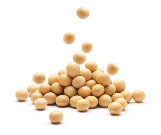 soybean falling on heap of soybeans isolated on white background - falling beans imagens e fotografias de stock