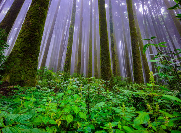 istock pine tree forest with white defused fog background at morning from different angle 1349675375