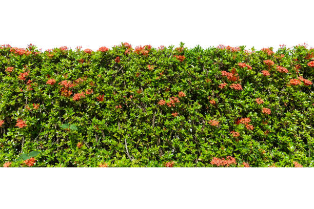 Green tree wall fence with concrete floor isolated on white background for park or garden decorative.