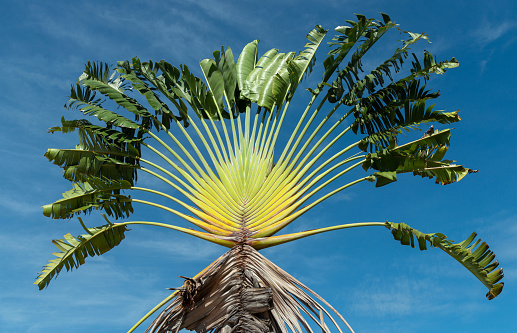 Tropical plant tree,  banana fan blue sky  background,