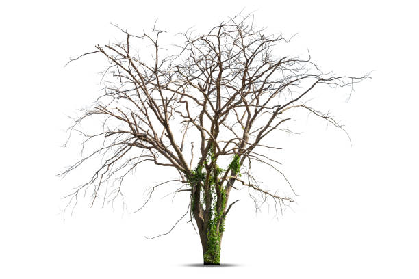 мертвое дерево, изолированное на белом фоне - bare tree dry tree branch стоковые фото и изображения