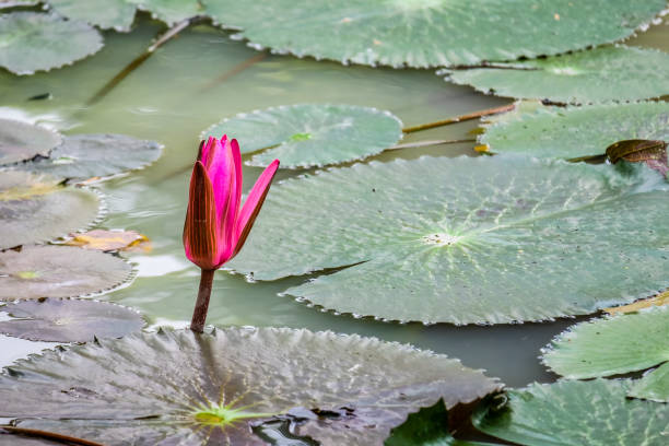 istock Pink lotus flower in the pond. 1349678224