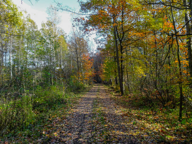 istock The wood on the autumn colors 1349678593