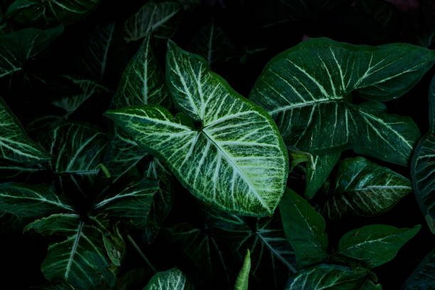 istock green  plant leaves 1349679631