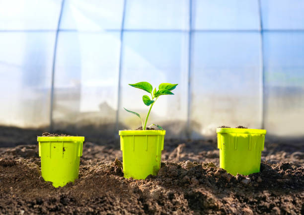 istock Agriculture and gardening concept. 1349679931