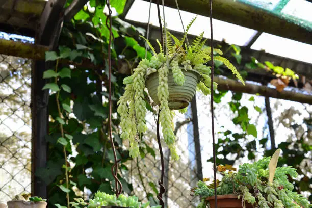 Photo of Sedum morganianum in pot hanging, is popular succulent with trailing stems and fleshy blue-green leaves