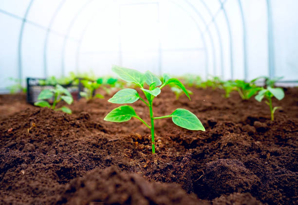 istock Young fresh sprout in sunlight in a greenhouse. 1349680964