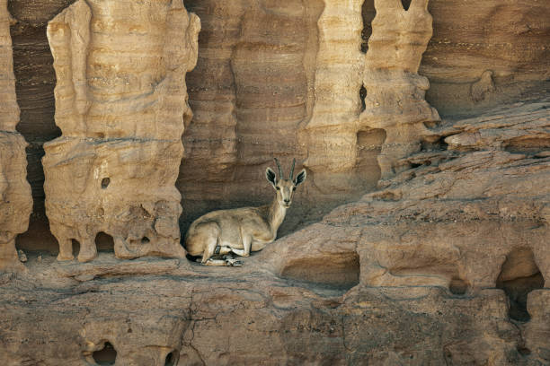 Mountain goat in Timna park. Goat in the shade.
