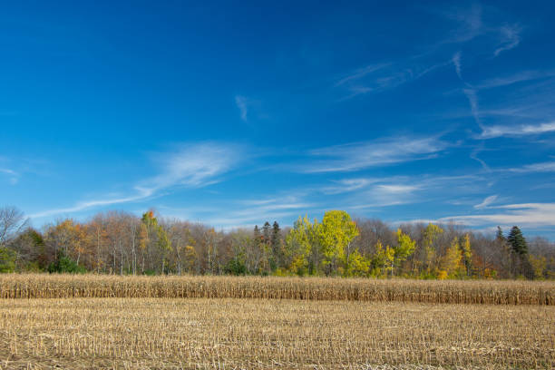 istock Fall colors in the Canadian countryside 1349682466