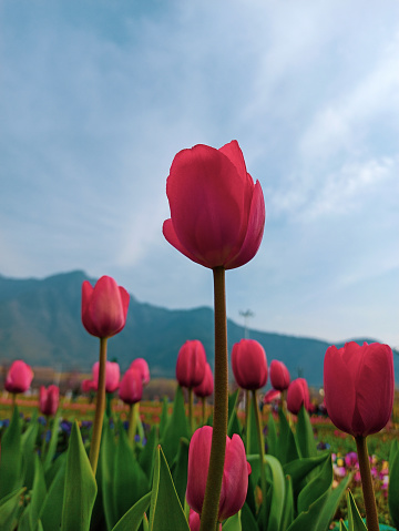 Amazing view of dramatic spring landscape scene on the blooming white tulips flowers farm in front setting sun or sunrise with sunburst in the background in Nord Holland, Europe.