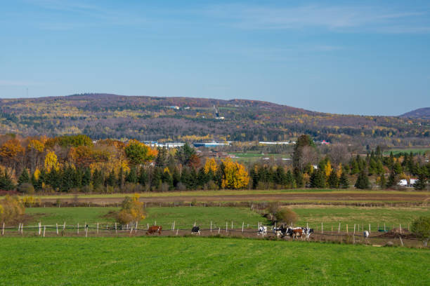 istock Fall colors in the Canadian countryside 1349682917