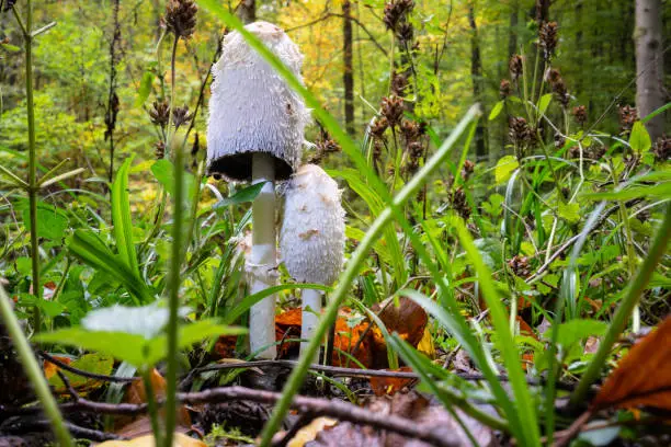 Magic mushrooms in autumn forest with colorful foliage.