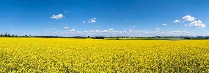 Yellow rapeseed plants bloom in a large, gently sloping rural field in sunny spring