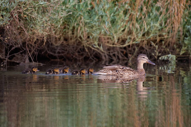 istock The mallard and ducklings in the pool 1349685826