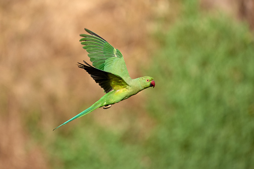 Flying Rose-ringed (ring-necked ) parakeet