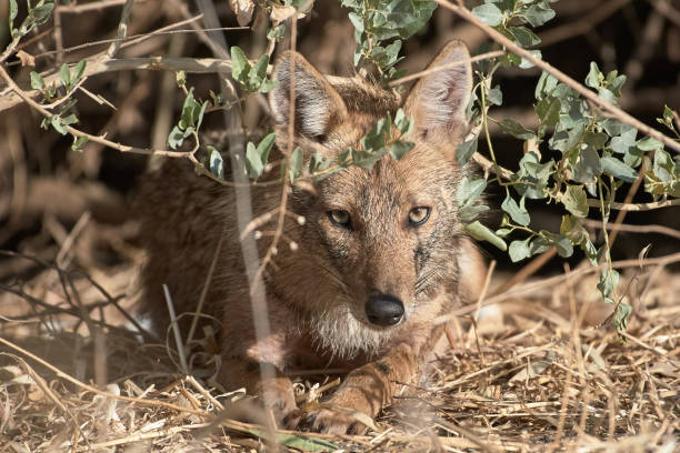 istock Golden jackal lying in the bush 1349685922