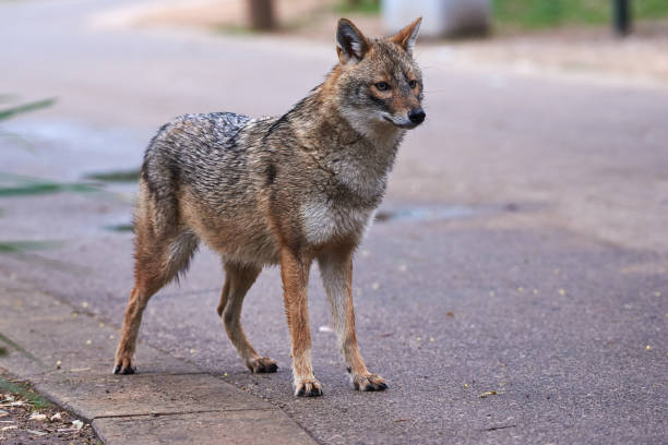 istock Golden jackal standing on the ground 1349685937