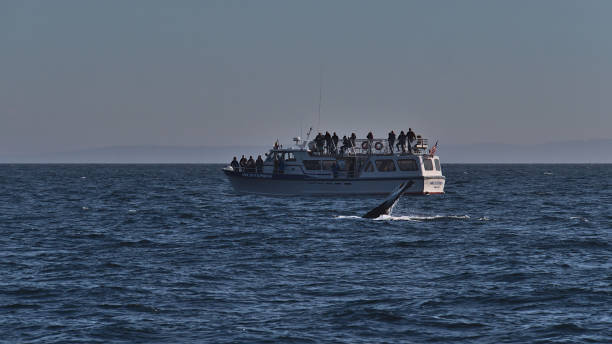 plongée à la baleine à bosse devant un bateau d’observation des baleines américaines dans le détroit de juan de fuca dans la mer des salish près de l’île de vancouver. - nautical vessel journey diving flipper photos et images de collection