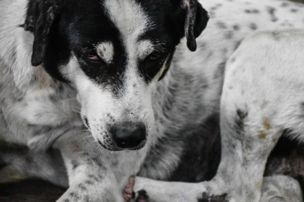 istock Closeup face street dog. 1349687813