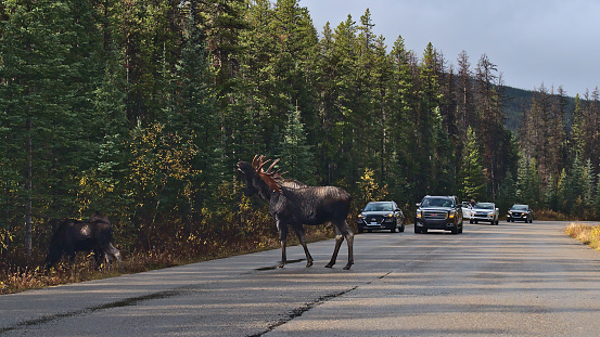 Jasper National Park, Alberta, Canada - 10-03-2021: Tourists in cars on Maligne Lake Road observing big male moose with enormous antlers on the street in the Rocky Mountains in autumn with trees.