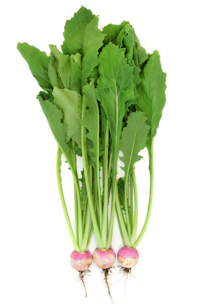istock Fresh Turnips for Good Digestive Health 1349687878
