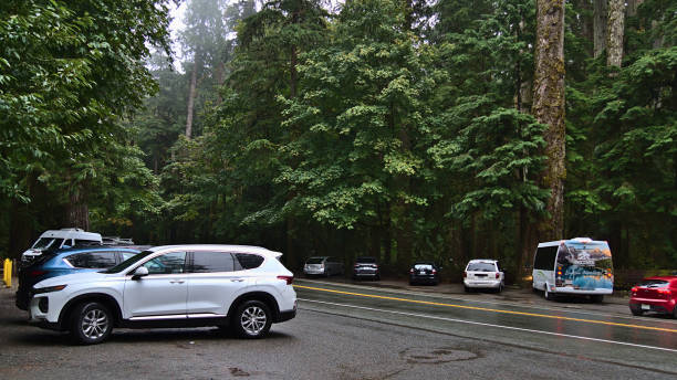 coches que se estacionan al costado de la calle en cathedral grove, isla de vancouver en un día lluvioso con grandes árboles. concéntrate en el coche blanco. - mac millan fotografías e imágenes de stock