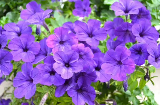 Photo of Violet flowers in a garden