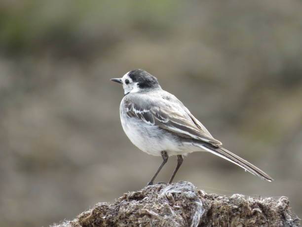 istock Beautiful bird on a beautiful background 1349688452