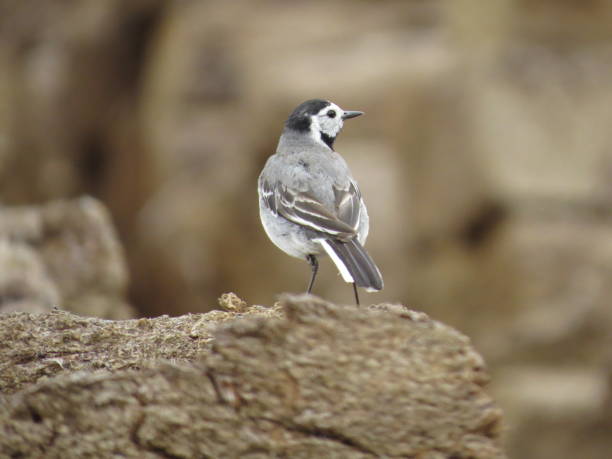 istock Beautiful bird on a beautiful background 1349688555