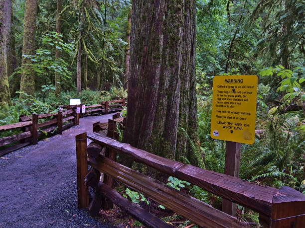 señal amarilla en el comienzo del sendero de cathedral grove, isla de vancouver, advirtiendo que ingrese al bosque en caso de fuertes vientos. concéntrese en el signo. - mac millan fotografías e imágenes de stock