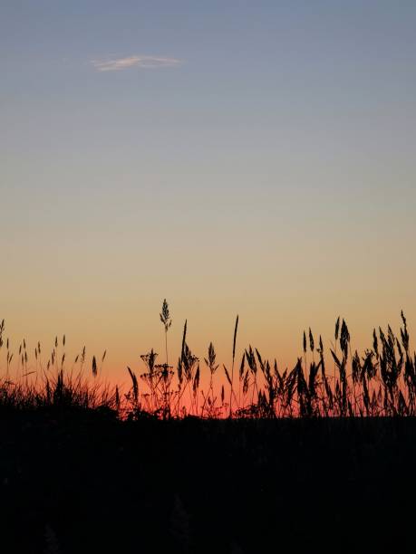 istock Grass silhouettes against the sunset sky 1349689577