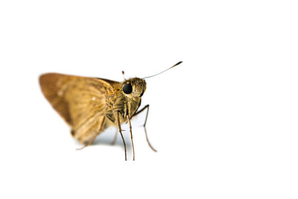 Animal wildlife