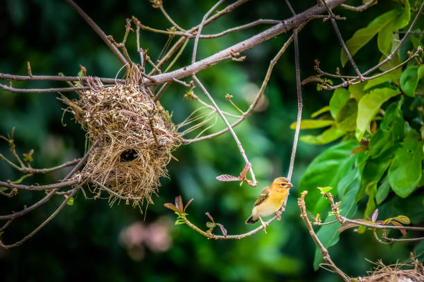istock A little bird on the branches tree, blurred background 1349691345