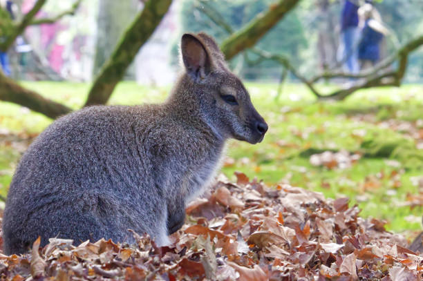 Small Wallaby sitting in the grass in a zoological park The wallaby is a species of diprotodont mammals in the Macropodidae family. Marsupial of medium size, It is native to eastern Australia, in regions with a temperate climate. wallaby stock pictures, royalty-free photos & images