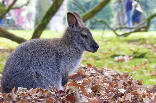 Photo of Small Wallaby sitting in the grass in a zoological park