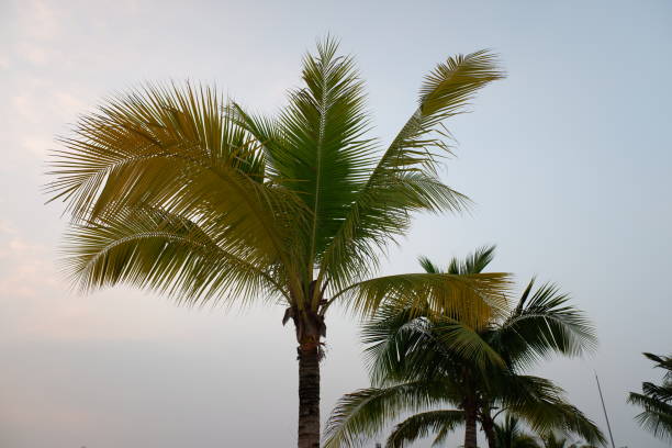 Coconut Palm tree with cloud sky, beautiful tropical background.