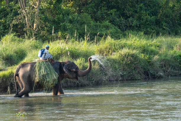 Man on an Elephant in a River Chitwan, Nepal - October 13, 2021: A man riding on an elephant in the the Chitwan National Park in the Rapti River. chitwan national park photos stock pictures, royalty-free photos & images
