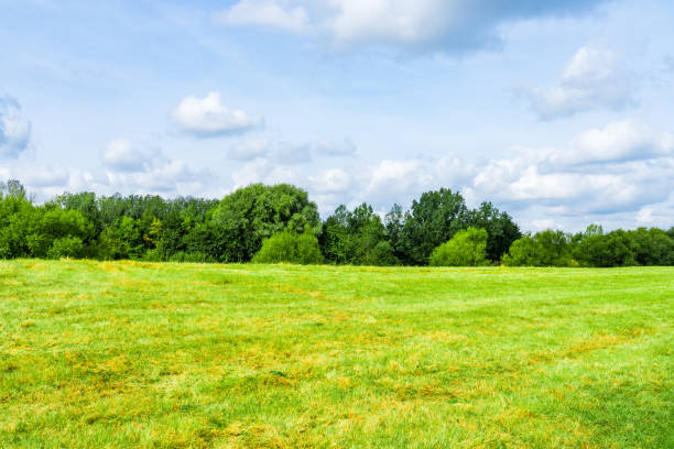 Summer landscape with grass field and sky