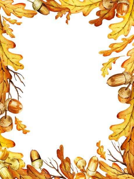 ilustrações de stock, clip art, desenhos animados e ícones de hand draw watercolor border with oak leaves and acorns, yellow and orange colour, autumn leaf - oak leaf oak tree acorn season