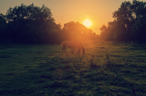 Horses graze on a meadow in the rays of  setting sun